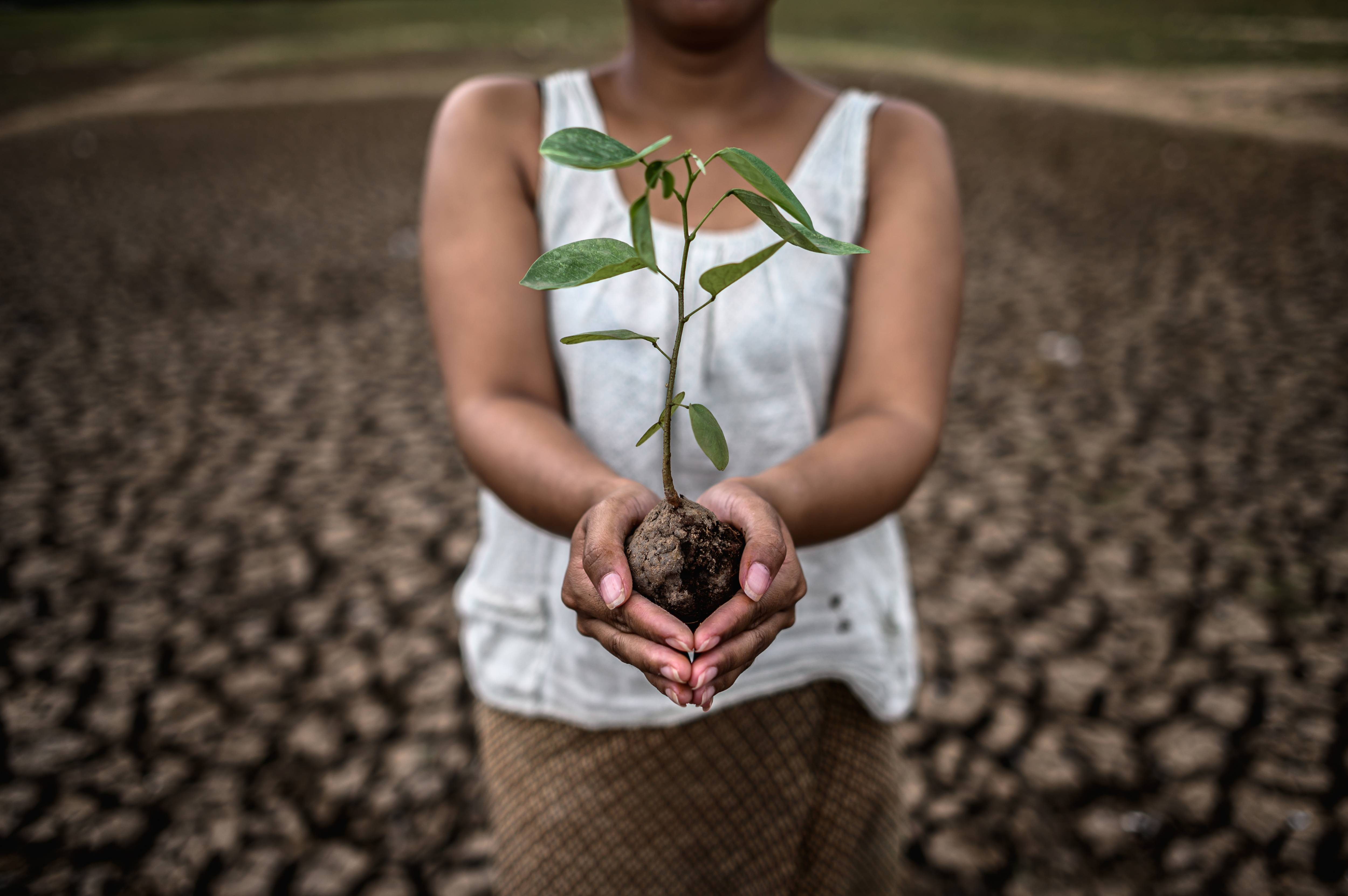 Une femme tenant une jeune plante avec de la terre entre ses mains sur un sol sec et craquelé, symbolisant la résilience et l'espoir face à la sécheresse.